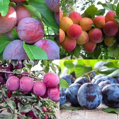 Комплект СЛИВОВЫЙ САД в Коломне