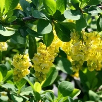 Барбарис ИНДИАН САММЕР  в Коломне