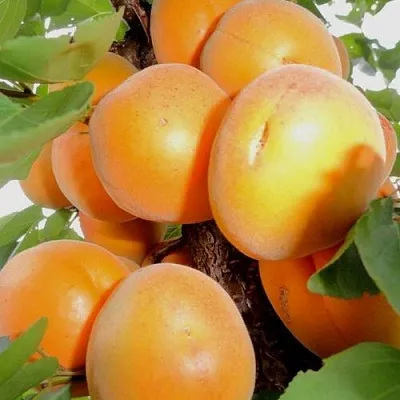 Абрикос ДЕСЕРТНЫЙ  Абрикос ДЕСЕРТНЫЙ в Коломне