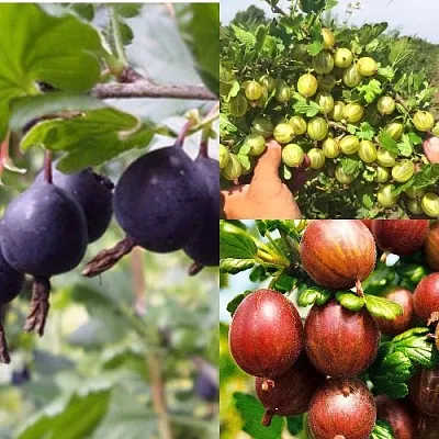 Комплект КРЫЖОВНИК MIX в Коломне