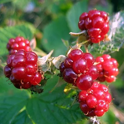 Княженика АСТРА  Княженика АСТРА в Коломне