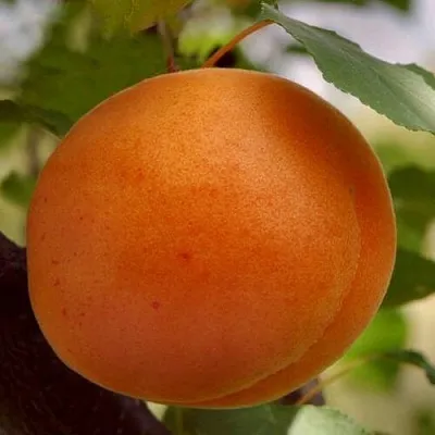 Абрикос ОЛИМП  Абрикос ОЛИМП в Коломне