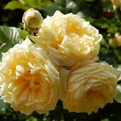 Саженцы роз НАДЯ МЕЙДИЛАНД почвопокровная в Коломне