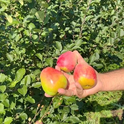 Яблоня КАНДИЛЬ БАГРЯНЫЙ в Коломне