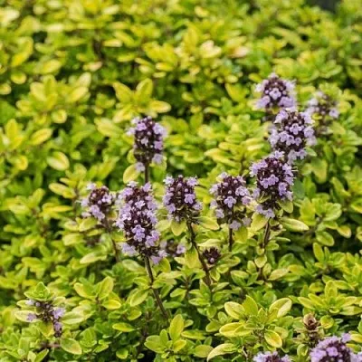 Тимьян АУРЕУС лимоннопахнущий в Коломне