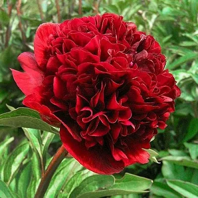 Пион РЕД ГРЕЙС травянистый  Пион РЕД ГРЕЙС травянистый в Коломне