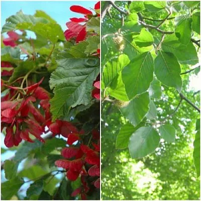 Комплект ЗЕЛЕНОЕ ЧУДО в Коломне