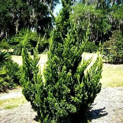 Можжевельник КАЙЗУКА китайский  Можжевельник КАЙЗУКА китайский в Коломне