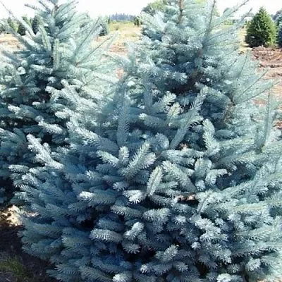 Ель ГЛАУКА колючая  Ель ГЛАУКА колючая в Коломне