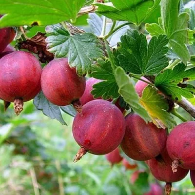 Крыжовник КРАСНОСЛАВЯНСКИЙ  Крыжовник КРАСНОСЛАВЯНСКИЙ в Коломне