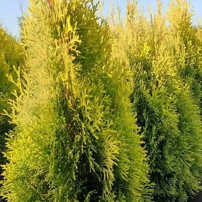 Туя ГОЛДЕН СМАРАГД западная  Туя ГОЛДЕН СМАРАГД западная в Коломне