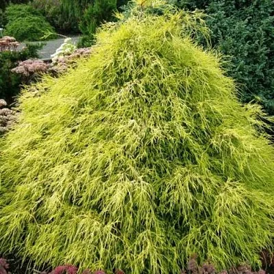 Кипарисовик ФИЛИФЕРА АУРЕА горохоплодный  Кипарисовик ФИЛИФЕРА АУРЕА горохоплодный в Коломне