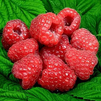 Саженцы малины оптом  Саженцы малины оптом в Коломне