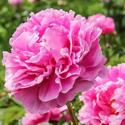 Пион АЛЕКСАНДР ФЛЕМИНГ травянистый  Пион АЛЕКСАНДР ФЛЕМИНГ травянистый в Коломне