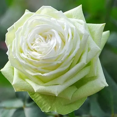 Саженцы роз ВАКАНА японская  Саженцы роз ВАКАНА японская в Коломне