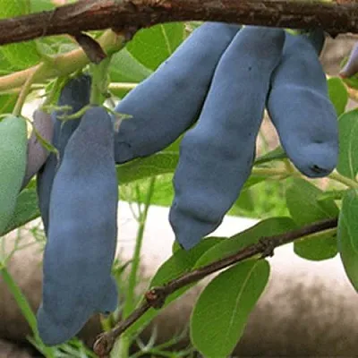 Жимолость съедобная ЛЕНИНГРАДСКИЙ ВЕЛИКАН  Жимолость съедобная ЛЕНИНГРАДСКИЙ ВЕЛИКАН в Коломне