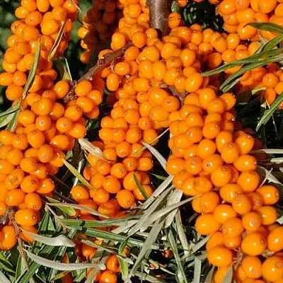 Облепиха ЕЛИЗАВЕТА  Облепиха ЕЛИЗАВЕТА в Коломне