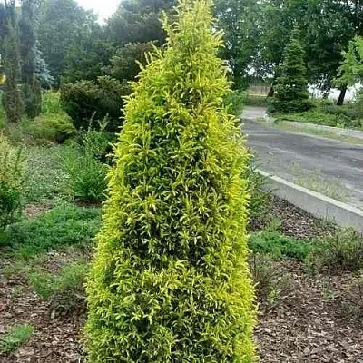 Можжевельник ГОЛД КОН обыкновенный  Можжевельник ГОЛД КОН обыкновенный в Коломне