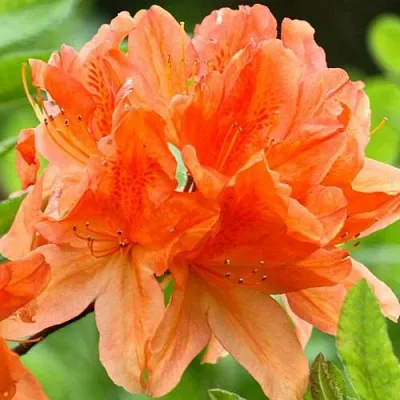 Азалия ГЕЙША ОРАНЖ японская в Коломне