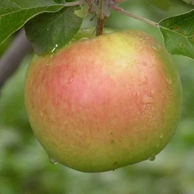 Яблоня БРЯНСКОЕ ЗОЛОТИСТОЕ  Яблоня БРЯНСКОЕ ЗОЛОТИСТОЕ в Коломне