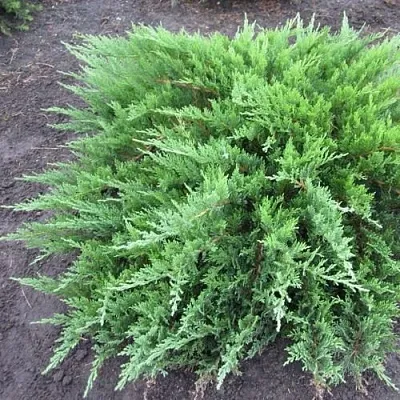 Можжевельник ТАМАРИСЦИФОЛИЯ казацкий  Можжевельник ТАМАРИСЦИФОЛИЯ казацкий в Коломне