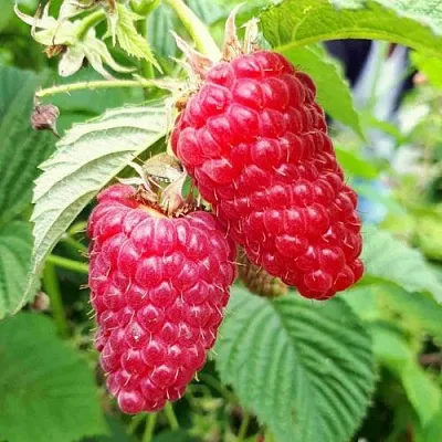 Малина ПШЕХИБА  Малина ПШЕХИБА в Коломне