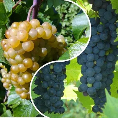 Комплект ИНЬ-ЯНЬ в Коломне