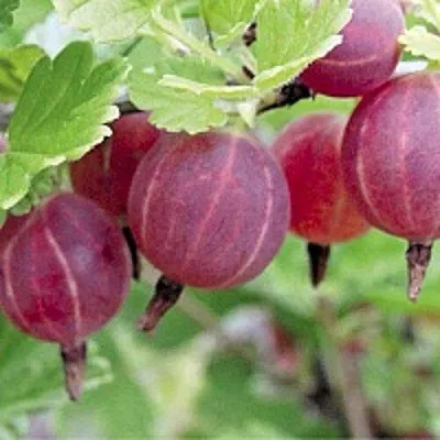 Крыжовник РАВОЛТ  Крыжовник РАВОЛТ в Коломне