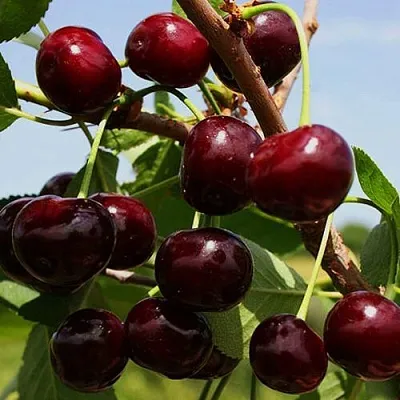 Вишня РОВЕСНИЦА  Вишня РОВЕСНИЦА в Коломне