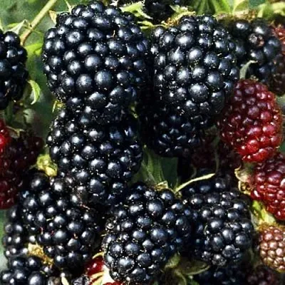 Ежевика ЭВЕРГРИН бесшипная  Ежевика ЭВЕРГРИН бесшипная в Коломне