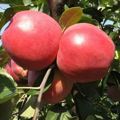 Яблоня ЗАСЛАВСКОЕ в Коломне