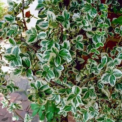Бересклет ВАРИЕГАТУС форчуна  Бересклет ВАРИЕГАТУС форчуна в Коломне