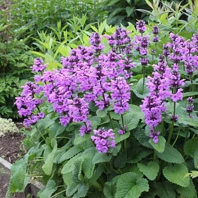 Буквица крупноцветковая в Коломне