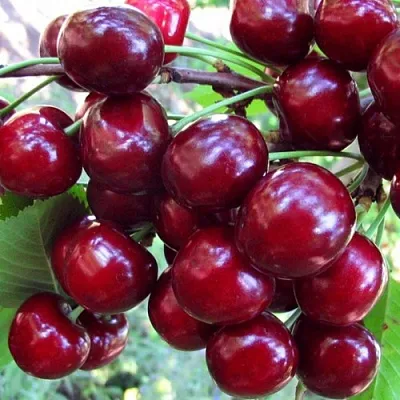 Вишня ЖУКОВСКАЯ  Вишня ЖУКОВСКАЯ в Коломне