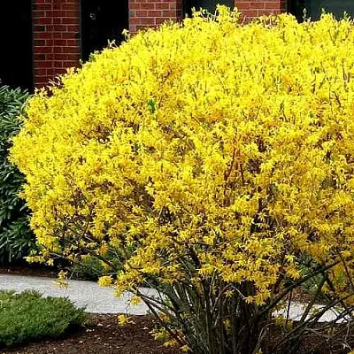 Форзиция ЛИНВУД  Форзиция ЛИНВУД в Коломне