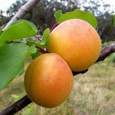 Абрикос ОРЛОВЧАНИН  Абрикос ОРЛОВЧАНИН в Коломне