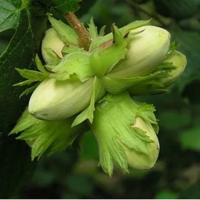 Фундук ТАМБОВСКИЙ ПОЗДНИЙ в Коломне