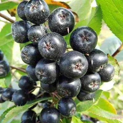 саженцы аронии