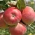 Яблоня ВЭМ-РОЗОВЫЙ в Коломне
