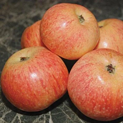 Яблоня КОНФЕТНОЕ в Коломне