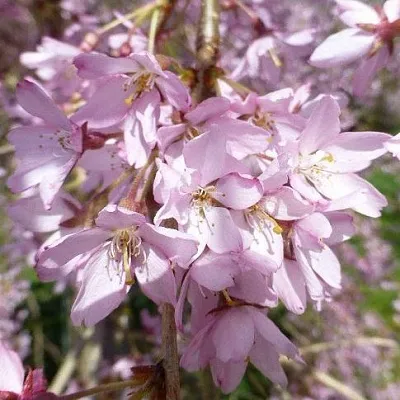 Сакура ПЕНДУЛА РУБРА  Сакура ПЕНДУЛА РУБРА в Коломне
