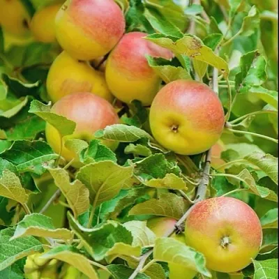 Яблоня ПАМЯТЬ БЛЫНСКОГО колонновидная  Яблоня ПАМЯТЬ БЛЫНСКОГО колонновидная в Коломне
