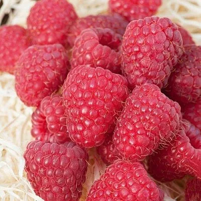 Малина МАРАСТАР  Малина МАРАСТАР в Коломне