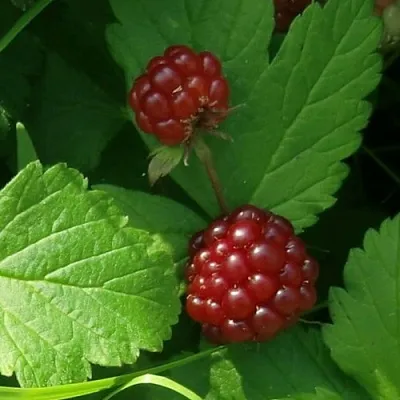 саженцы княженики саженцы княженики