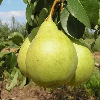 Груша МЕДОВАЯ колонновидная  Груша Медовая Колонновидная в Коломне