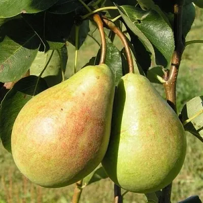 Груша ДУХМЯНАЯ  Груша ДУХМЯНАЯ в Коломне