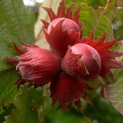 Фундук МОСКОВСКИЙ РУБИН в Коломне