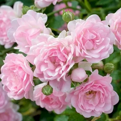 Саженцы роз ЗЕ ФЕЙРИ почвопокровная в Коломне