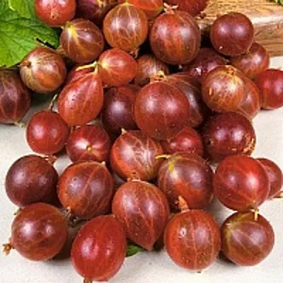 Крыжовник ОЛАВИ (ХИННОНМАЕН ПУНАЙНЕН)  Крыжовник ОЛАВИ (ХИННОНМАЕН ПУНАЙНЕН) в Коломне