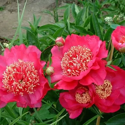 Пион БАРРИНГТОН БЕЛЬ травянистый  Пион БАРРИНГТОН БЕЛЬ травянистый в Коломне